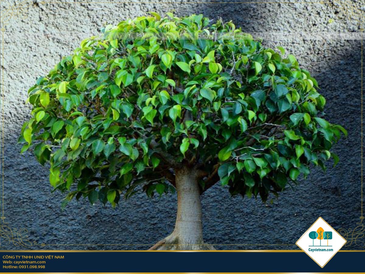 Cây Si  Ý nghĩa phong thủy của Cây Si  Cây cảnh cây bonsai đẹp
