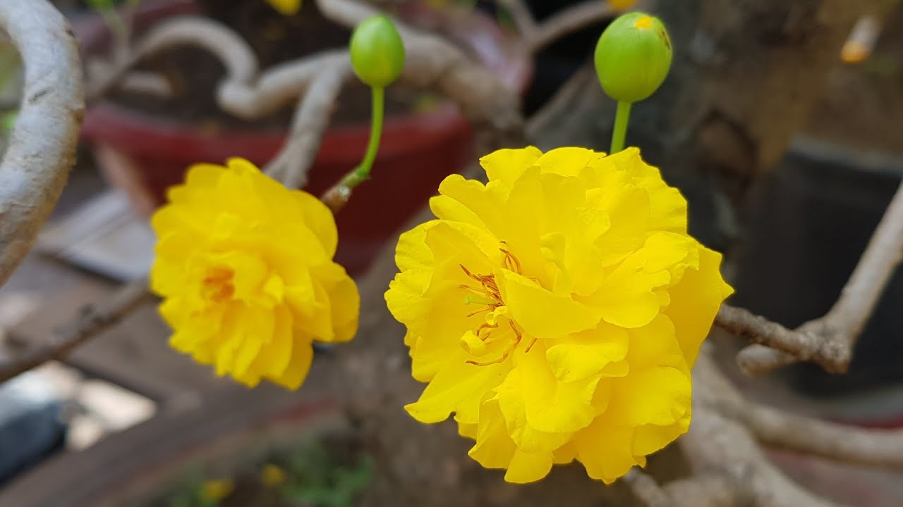 Các loại hoa mai nổi tiếng ở Việt Nam - Mua Bán Cây công trình